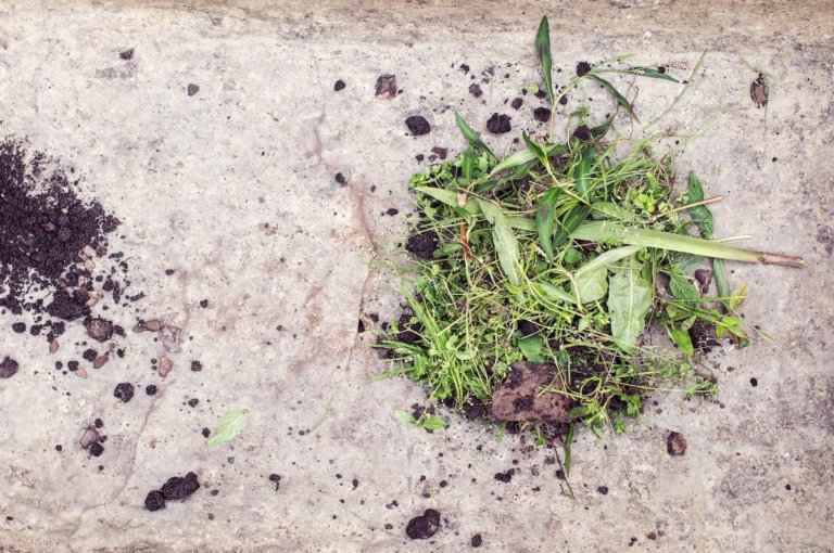 From the Desk of Scott: Dealing with Those Weeds in Life