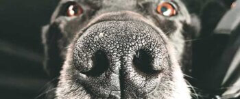 Tips to Care for Your Pet When You’re Trucking