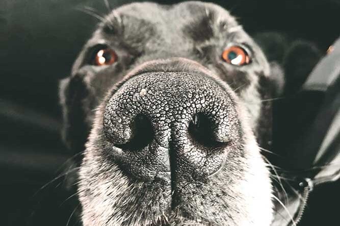 Tips to Care for Your Pet When You’re Trucking