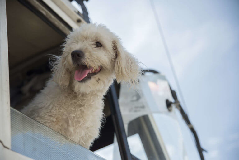 A How-To Guide for Keeping Your Dog Happy and Safe While On the Road