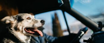 The 5 Best Dogs For Truckers to Take on the Road