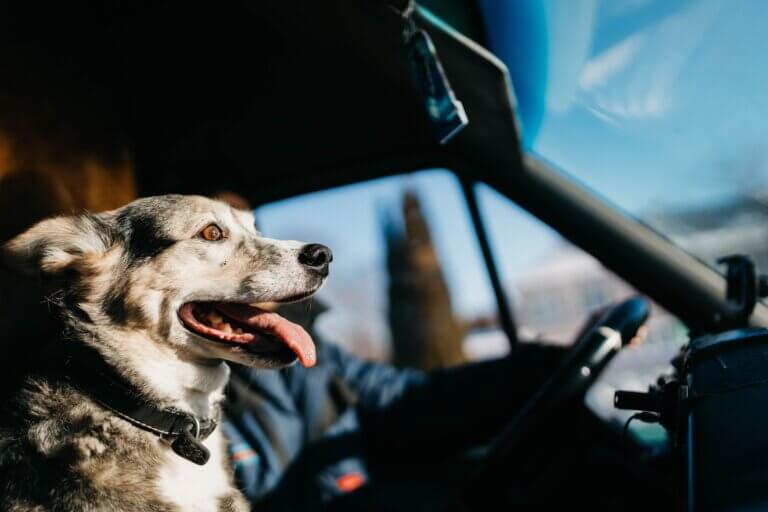 The 5 Best Dogs For Truckers to Take on the Road