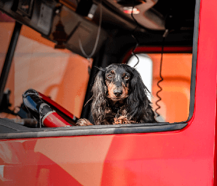 Dog in a truck cab.