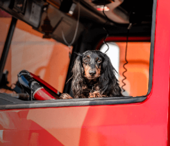 Dog in a truck cab.