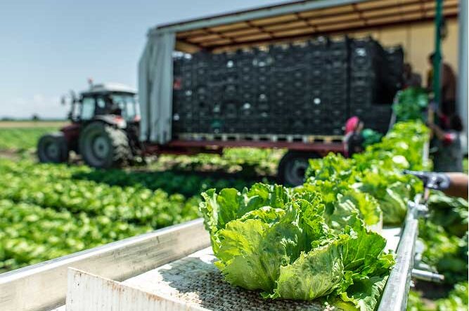 Produce season by state: a carrier’s guide to timing and planning